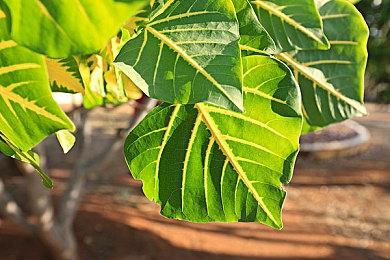 免费FPS《战争前线》现已在Epic平台推出 支持简中